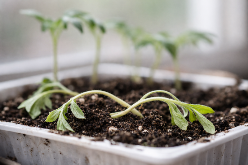 Рассада вытягивается и падает