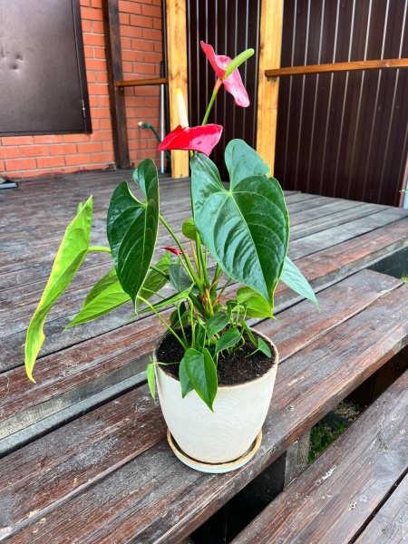 грунт для антуриума, спатифиллума и замиокулькаса - товары для фермеров Сила Суздаля