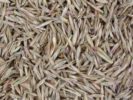 овсяница тростниковая 1 кг - товары для фермеров Сила Суздаля