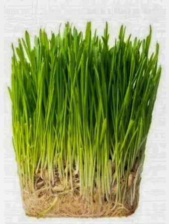 овёс в оболочке 5кг - товары для фермеров Сила Суздаля