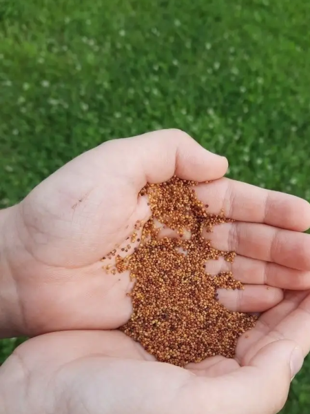 клевер белый для газона 900 г - товары для фермеров Сила Суздаля