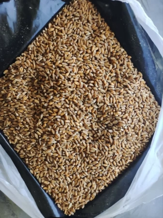 пшеница зёрна для проращивания 1 кг - товары для фермеров Сила Суздаля