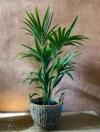 грунт для пальм и фикусов - товары для фермеров Сила Суздаля