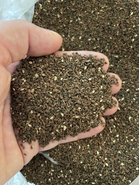 фацелия 5 кг