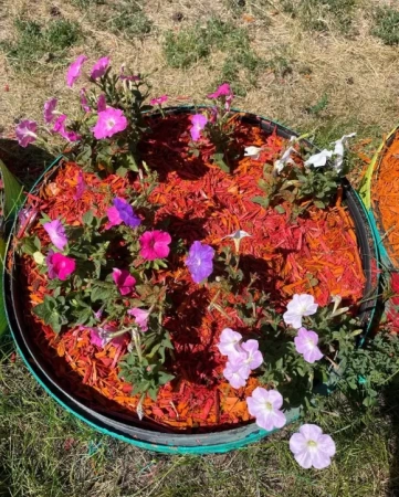 щепа декоративная 60 литров - красная - товары для фермеров Сила Суздаля