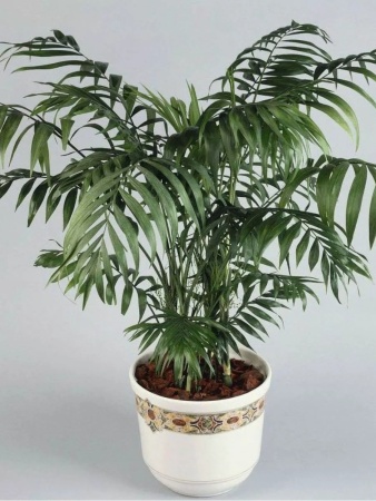 грунт для пальм и фикусов, сбалансированный питательный субстрат - товары для фермеров Сила Суздаля