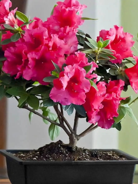 грунт для азалии, рододендрона, гартензии - товары для фермеров Сила Суздаля