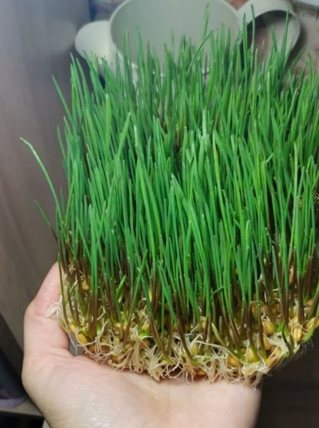 пшеница зёрна для проращивания 1 кг - товары для фермеров Сила Суздаля