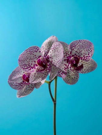 грунт для орхидей 5л - товары для фермеров Сила Суздаля