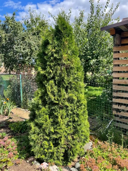 грунт для хвойных растений 50 литров - товары для фермеров Сила Суздаля