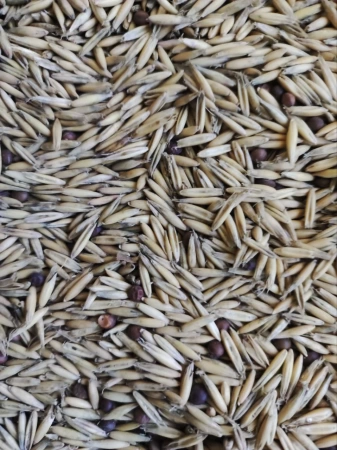 смесь сидератов вика овес 1 кг