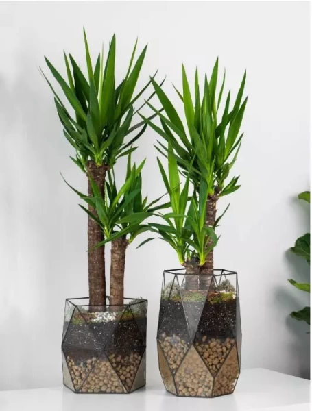 грунт для пальм и фикусов - товары для фермеров Сила Суздаля