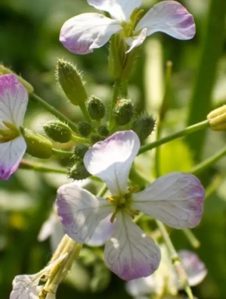 редька масличная сидерат 350 г