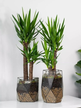 грунт для пальм и фикусов, сбалансированный питательный субстрат - товары для фермеров Сила Суздаля