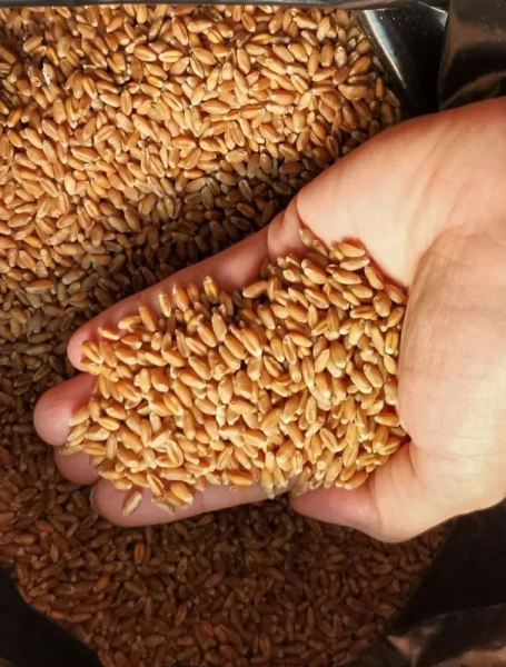 пшеница зёрна для проращивания 1 кг - товары для фермеров Сила Суздаля