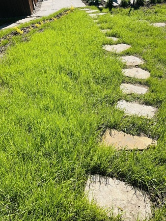 овсяница луговая, семена газона, многолетние, 1 кг - товары для фермеров Сила Суздаля