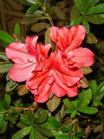 грунт для азалии, рододендрона, гартензии - товары для фермеров Сила Суздаля