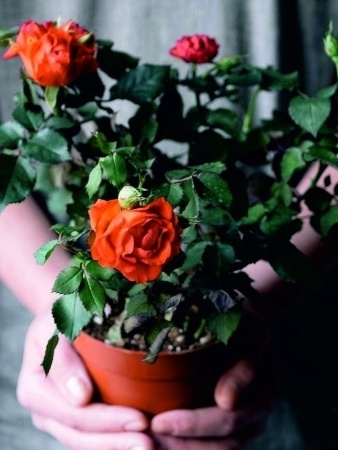 грунт для розы - товары для фермеров Сила Суздаля