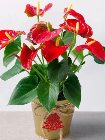 грунт для антуриума, спатифиллума и замиокулькаса, 5-10л - товары для фермеров Сила Суздаля