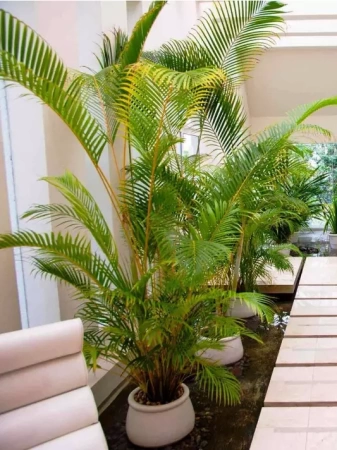 грунт для пальм и фикусов - товары для фермеров Сила Суздаля