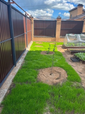 овсяница луговая, семена газона, многолетние, 1 кг - товары для фермеров Сила Суздаля