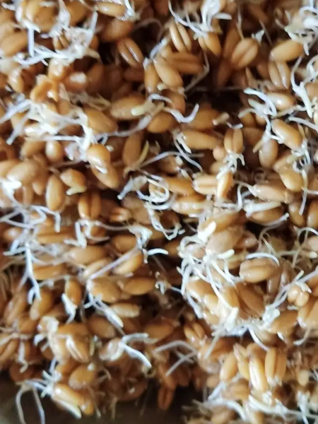 зёрна пшеницы для проращивания 3 кг - товары для фермеров Сила Суздаля