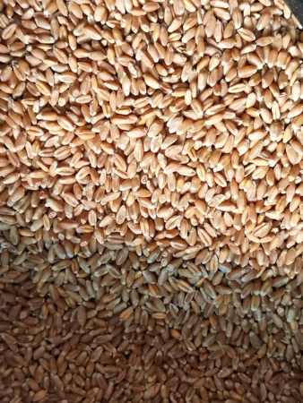 зёрна пшеницы для проращивания 3 кг - товары для фермеров Сила Суздаля