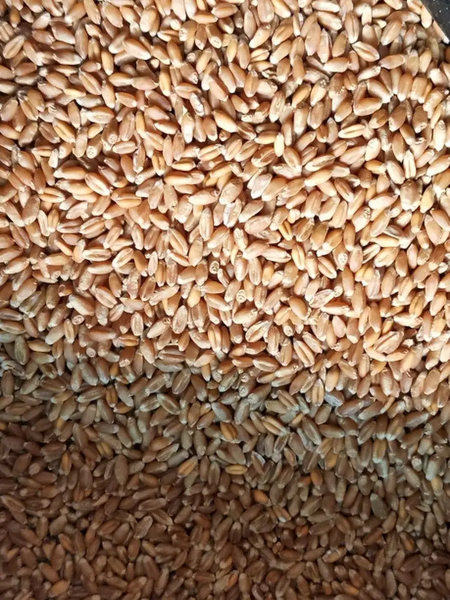 зёрна пшеницы для проращивания 3 кг - товары для фермеров Сила Суздаля