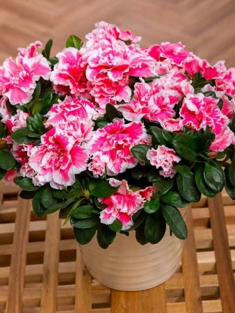 грунт для азалии, рододендрона, гартензии - товары для фермеров Сила Суздаля