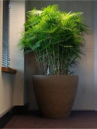 грунт для пальм и фикусов, сбалансированный питательный субстрат - товары для фермеров Сила Суздаля