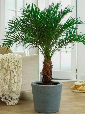 грунт для пальм и фикусов, сбалансированный питательный субстрат - товары для фермеров Сила Суздаля