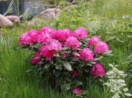 торф кислый 5 литров - товары для фермеров Сила Суздаля