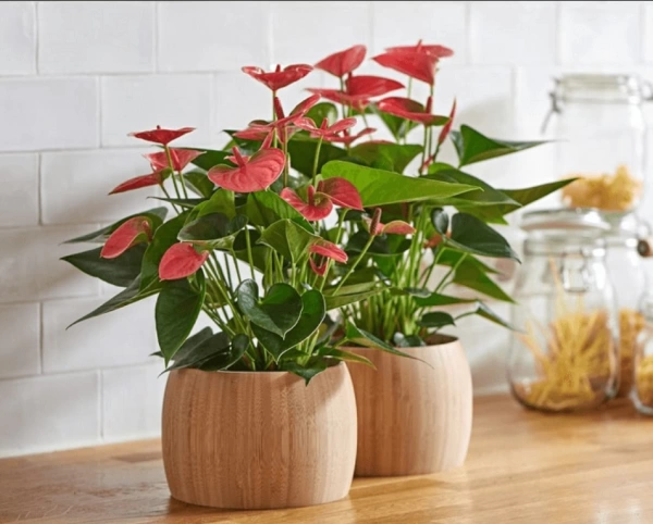 грунт для антуриума, спатифиллума и замиокулькаса - товары для фермеров Сила Суздаля