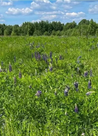 люпин многолетний 300 г.