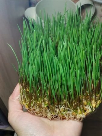 зёрна пшеницы для проращивания 3 кг - товары для фермеров Сила Суздаля