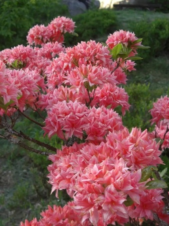 грунт для азалии, рододендрона, гартензии - товары для фермеров Сила Суздаля