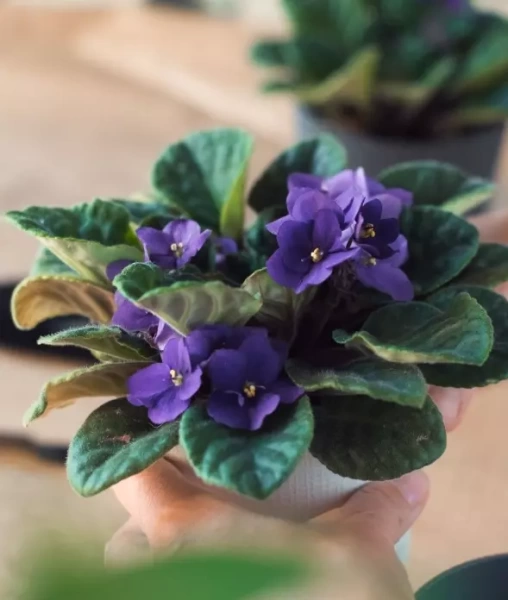 грунт для фиалки - товары для фермеров Сила Суздаля