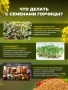 горчица семена 2 кг
