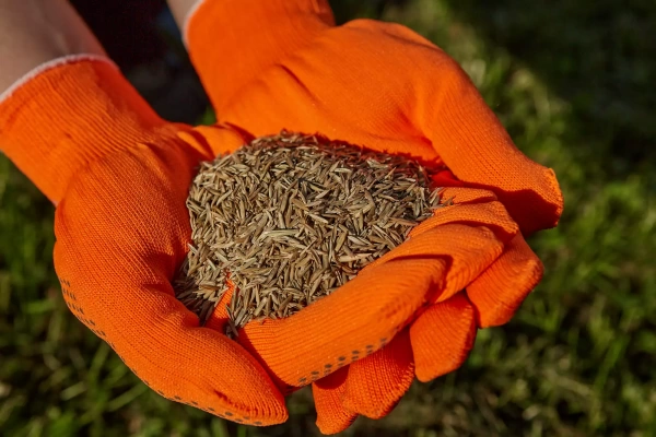 газонная трава - семена универсальные 3 кг - товары для фермеров Сила Суздаля