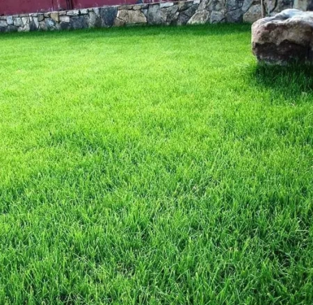 овсяница тростниковая 1 кг - товары для фермеров Сила Суздаля