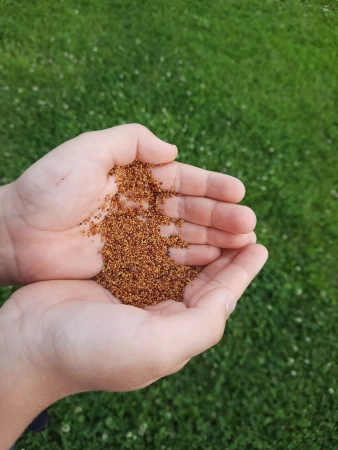 семена клевер белый 150 г - товары для фермеров Сила Суздаля