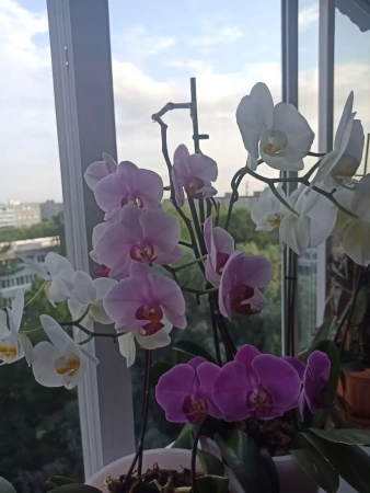 грунт для молодых орхидей  (фракция 0-7 мм) - товары для фермеров Сила Суздаля