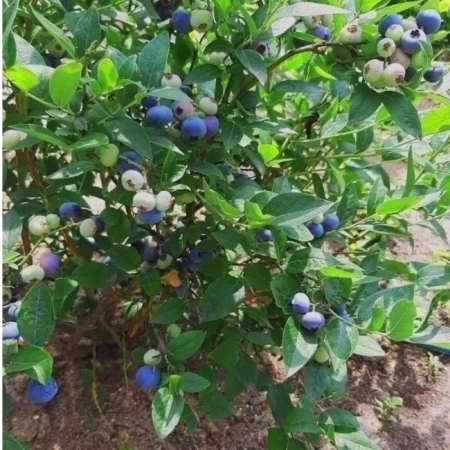 торф кислый 10 литров - товары для фермеров Сила Суздаля