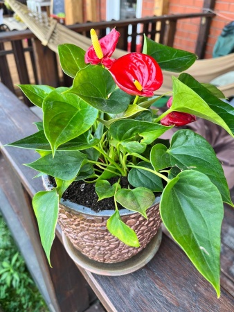 грунт для антуриума, спатифиллума и замиокулькаса - товары для фермеров Сила Суздаля