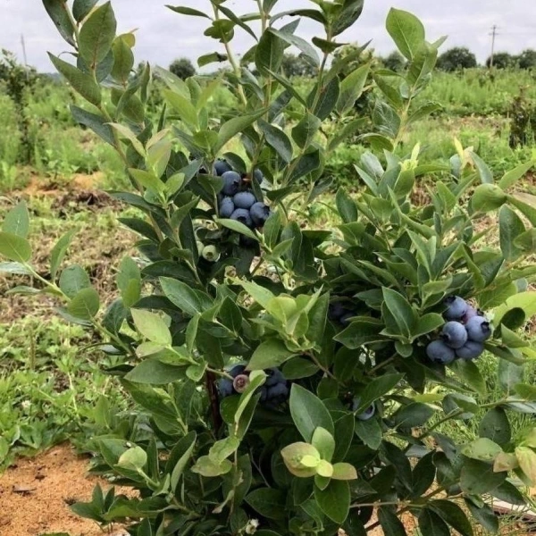 торф кислый, 100 литров, сила суздаля - товары для фермеров Сила Суздаля