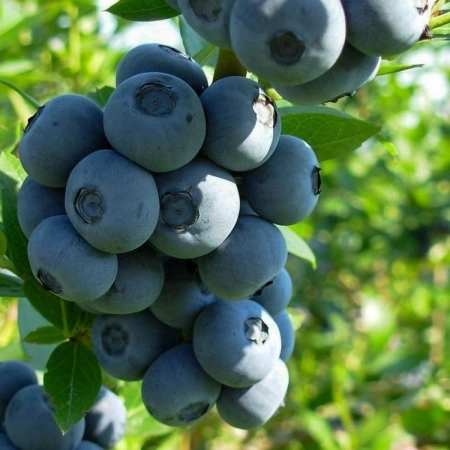 питательный торфяной грунт для голубики и ягодных, 100 литров, сила суздаля - товары для фермеров Сила Суздаля