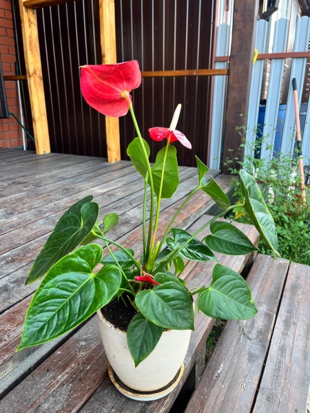 грунт для антуриума, спатифиллума и замиокулькаса - товары для фермеров Сила Суздаля