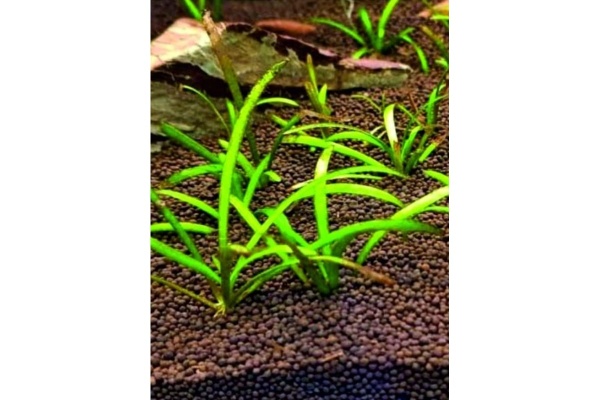 грунт для аквариума 10 кг - товары для фермеров Сила Суздаля