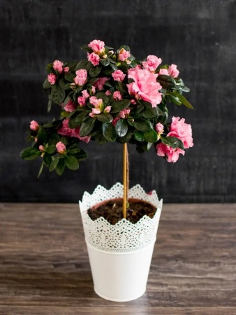 грунт для азалии, рододендрона, гартензии - товары для фермеров Сила Суздаля