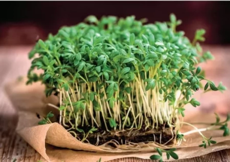 люцерна сидерат 1 кг